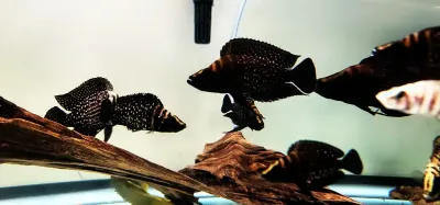 Ink Fin Calvus - (Altolamprologus calvus)