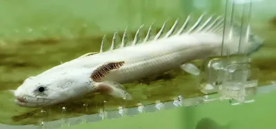 Platinum Endli Bichir - (Polypterus endlicheri endlicheri)
