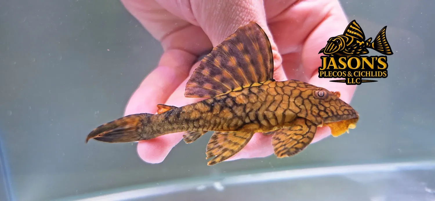 L037 Honeycomb Pleco - (Hypostomus faveolus)