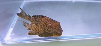 L037 Honeycomb Pleco - (Hypostomus faveolus)