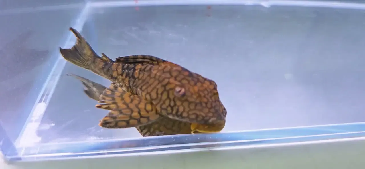 L037 Honeycomb Pleco - (Hypostomus faveolus)