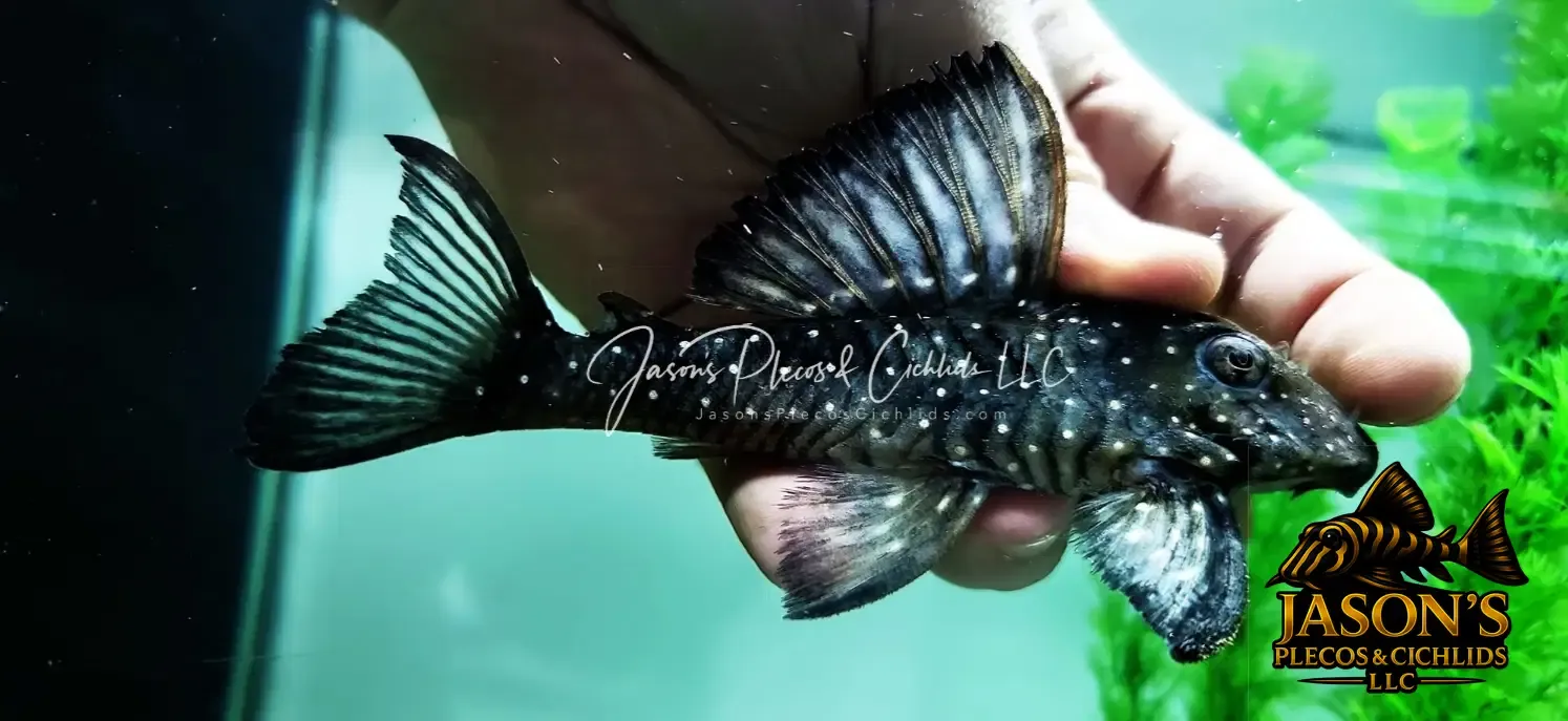 L501 Black Phantasm Pleco - (Hypancistrus sp.)