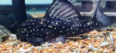 L501 Black Phantasm Pleco - (Hypancistrus sp.)