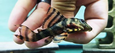 L397 Tangerine Tiger Pleco - (Panaqolus sp.)