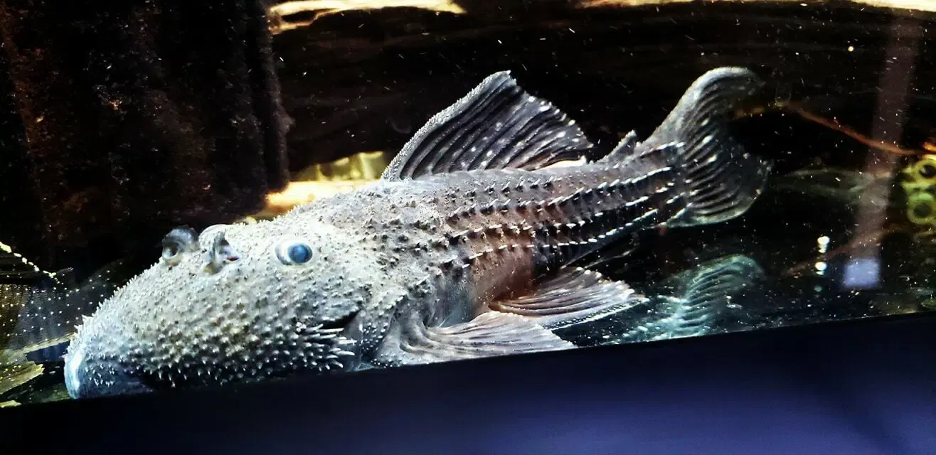 L065 Blizzard Cactus Pleco - (Pseudacanthicus sp.)