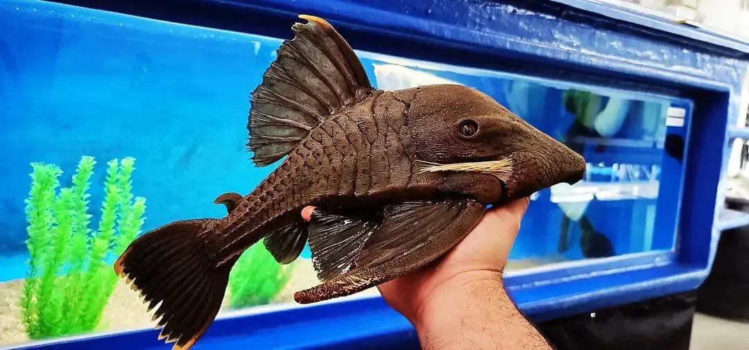 L191 Dull Eyed Royal Pleco - (Panaque sp.)
