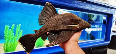 L191 Dull Eyed Royal Pleco - (Panaque sp.)