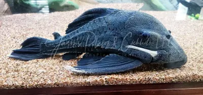 L191 Dull Eyed Royal Pleco - (Panaque sp.)