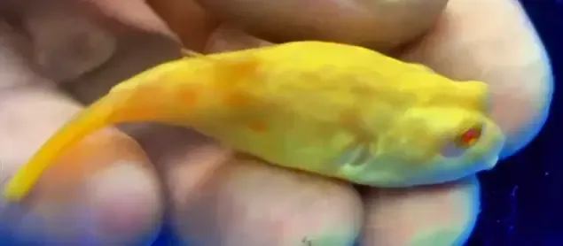 Albino Fahaka Puffer - (Tetraodon lineatus)