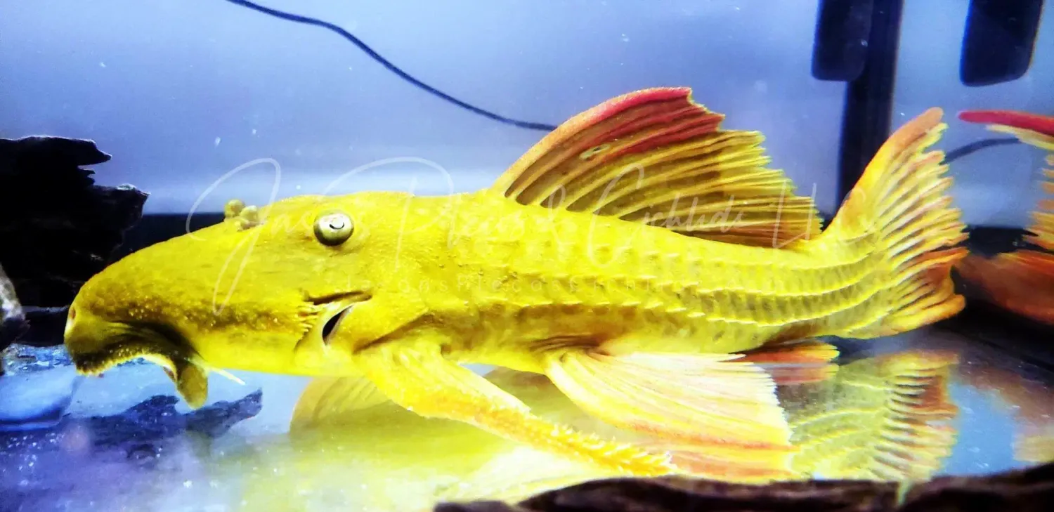 L024 Red Fin Cactus Pleco - (Pseudacanthicus pitanga) Color Morph
