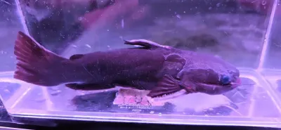 Iron Head Driftwood Catfish - (Trachycorystes trachycorystes)