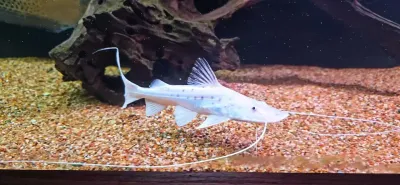 Piraiba Catfish - (Brachyplatystoma filamentosum) Brazil