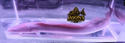 Aba Aba Knifefish - (Gymnarchus niloticus)