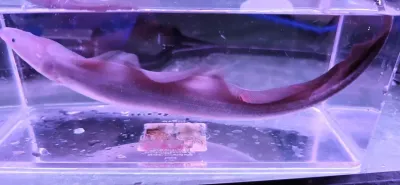 Aba Aba Knifefish - (Gymnarchus niloticus)