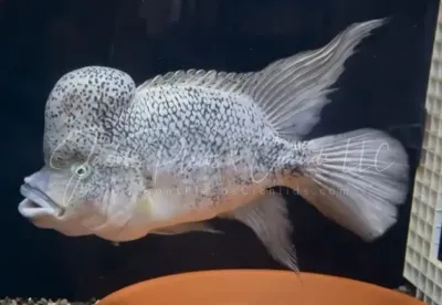 Haitian Cichlid - (Nandopsis haitiensis) Haitian Cichlid - (Nandopsis haitiensis)