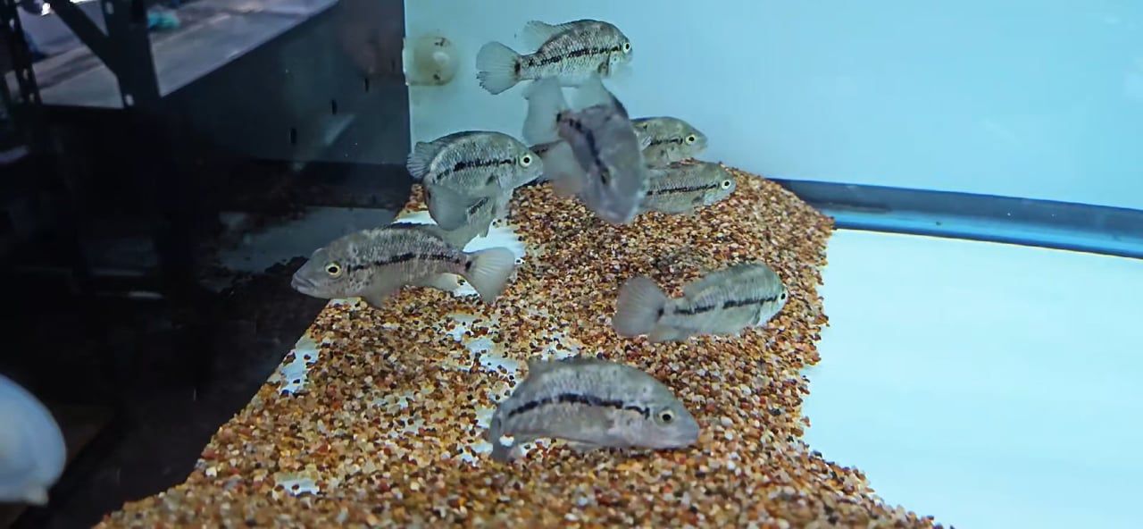 Haitian Cichlid - (Nandopsis haitiensis)