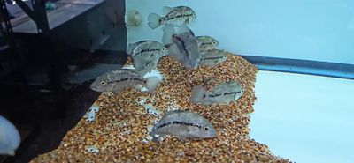 Haitian Cichlid - (Nandopsis haitiensis)