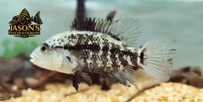 Haitian Cichlid - (Nandopsis haitiensis)