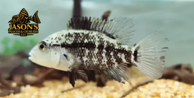 Haitian Cichlid - (Nandopsis haitiensis) Haitian Cichlid - (Nandopsis haitiensis)