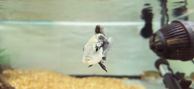 Haitian Cichlid - (Nandopsis haitiensis)