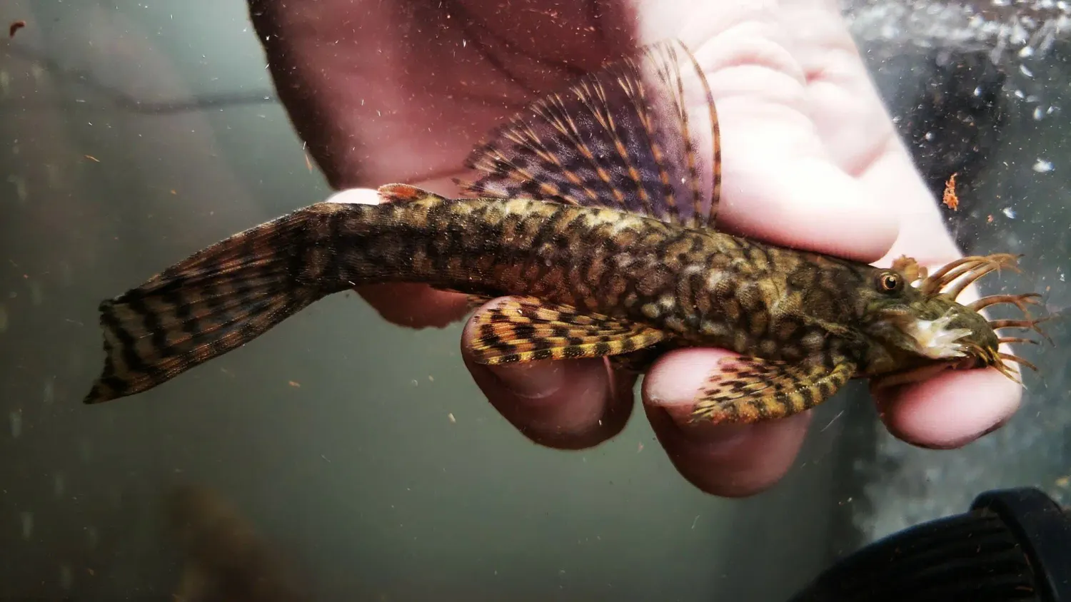L393 Cheese Creek Bristlenose - (Ancistrus sp.)