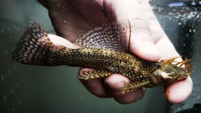 L393 Cheese Creek Bristlenose - (Ancistrus sp.)