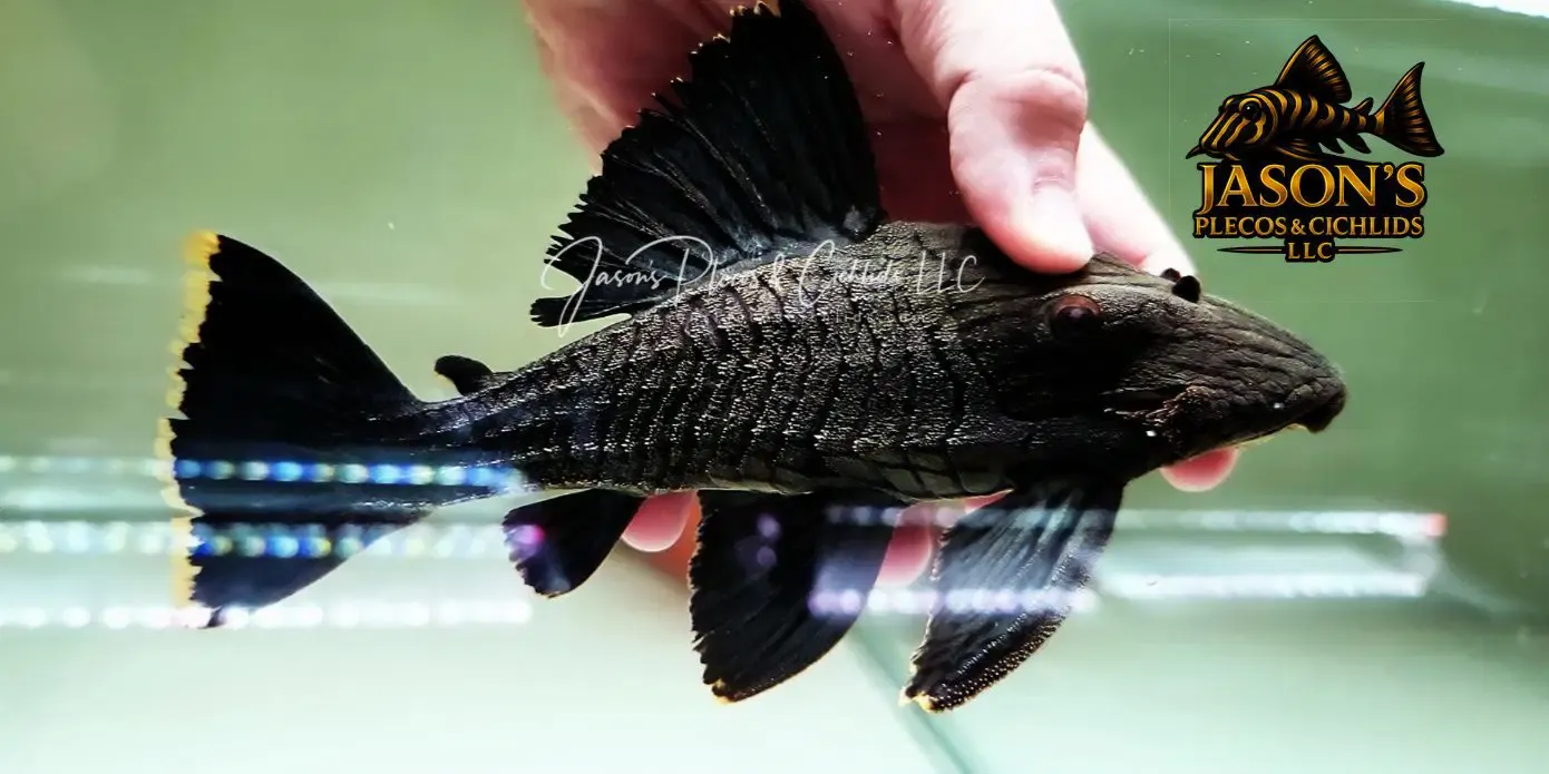 L418 Shampupa Royal Pleco - (Panaque titan)