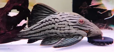 L418 Shampupa Royal Pleco - (Panaque titan)