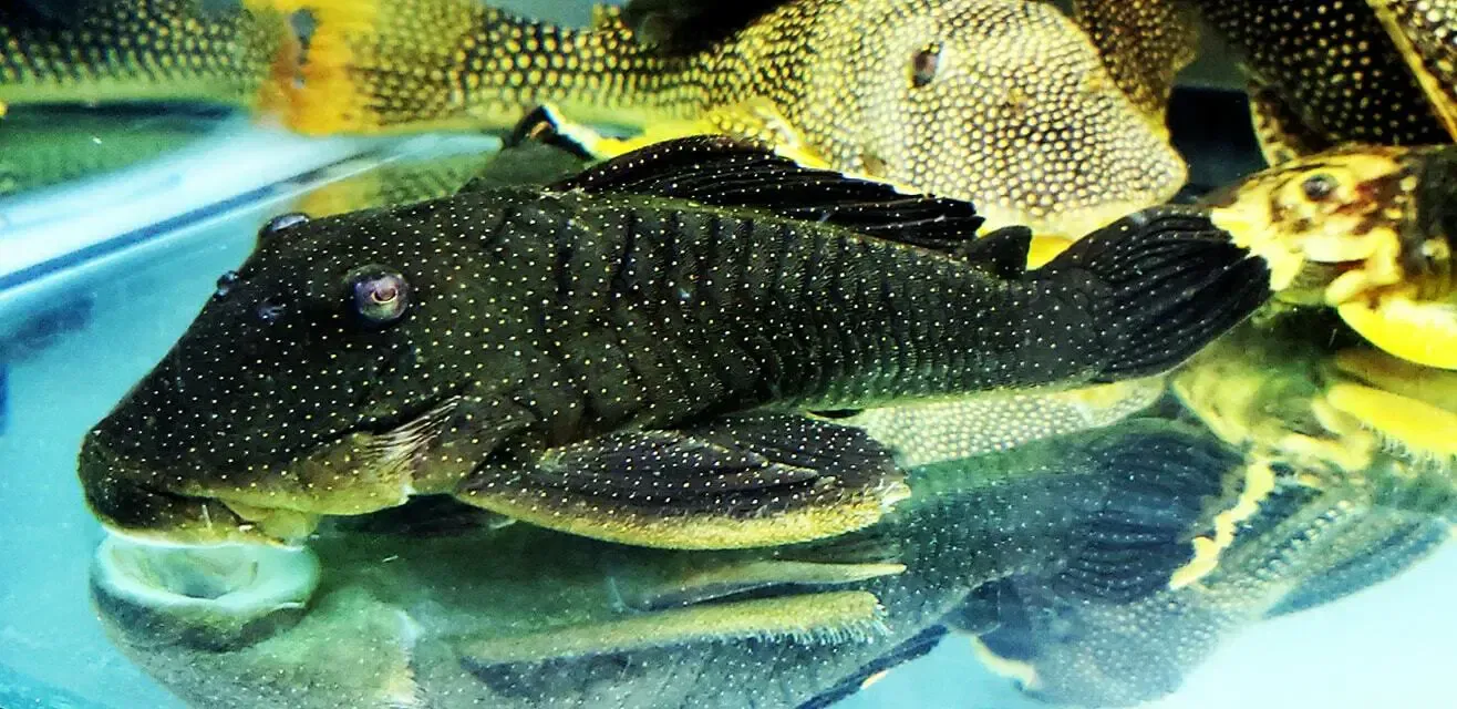 L081 Gold Nugget Pleco - (Baryancistrus sp.)