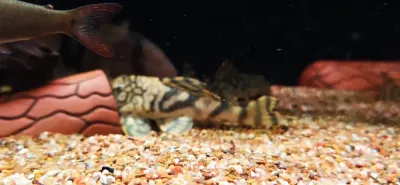 L121 Worm Line Pleco - (Peckoltia braueri)
