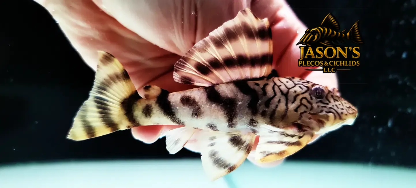 L121 Worm Line Pleco - (Peckoltia braueri)