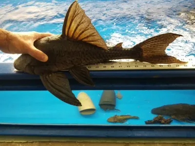 L203 Titanic Pleco - (Panaque schaeferi)