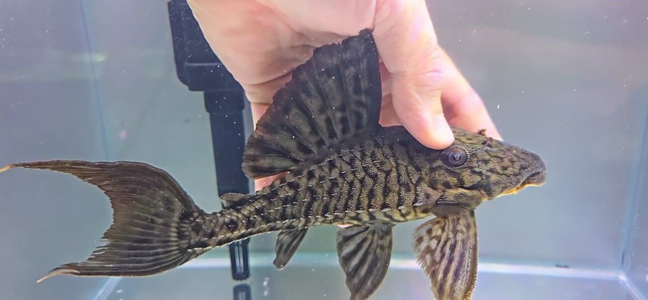 L203 Titanic Pleco - (Panaque schaeferi)