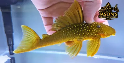 L200 Green Phantom Pleco - (Hemiancistrus subviridis)
