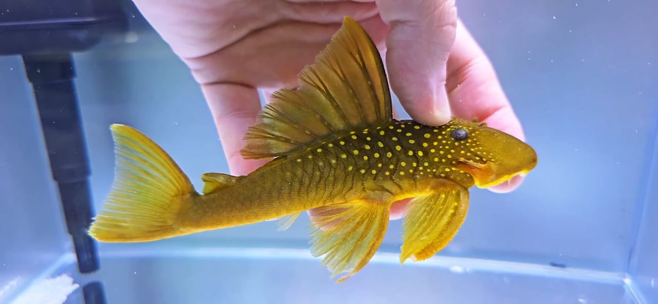 L200 Green Phantom Pleco - (Hemiancistrus subviridis)