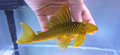 L200 Green Phantom Pleco - (Hemiancistrus subviridis)