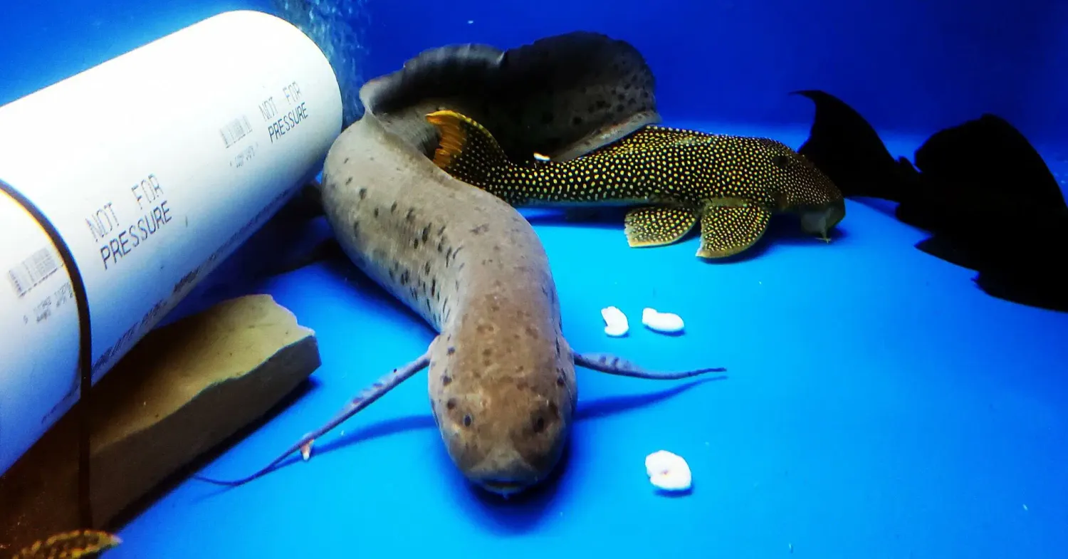 West African lungfish - (Protopterus annectens)
