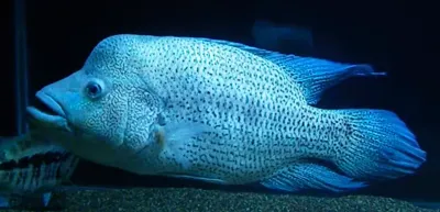 Dovii Cichlid/Guapote Cichlid - (Parachromis Dovii)