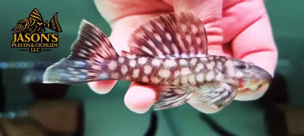 L020 Acari Bola Branca - (Spectracanthicus zuanoni)