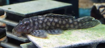 L020 Acari Bola Branca - (Spectracanthicus zuanoni)