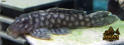 L020 Acari Bola Branca - (Spectracanthicus zuanoni)