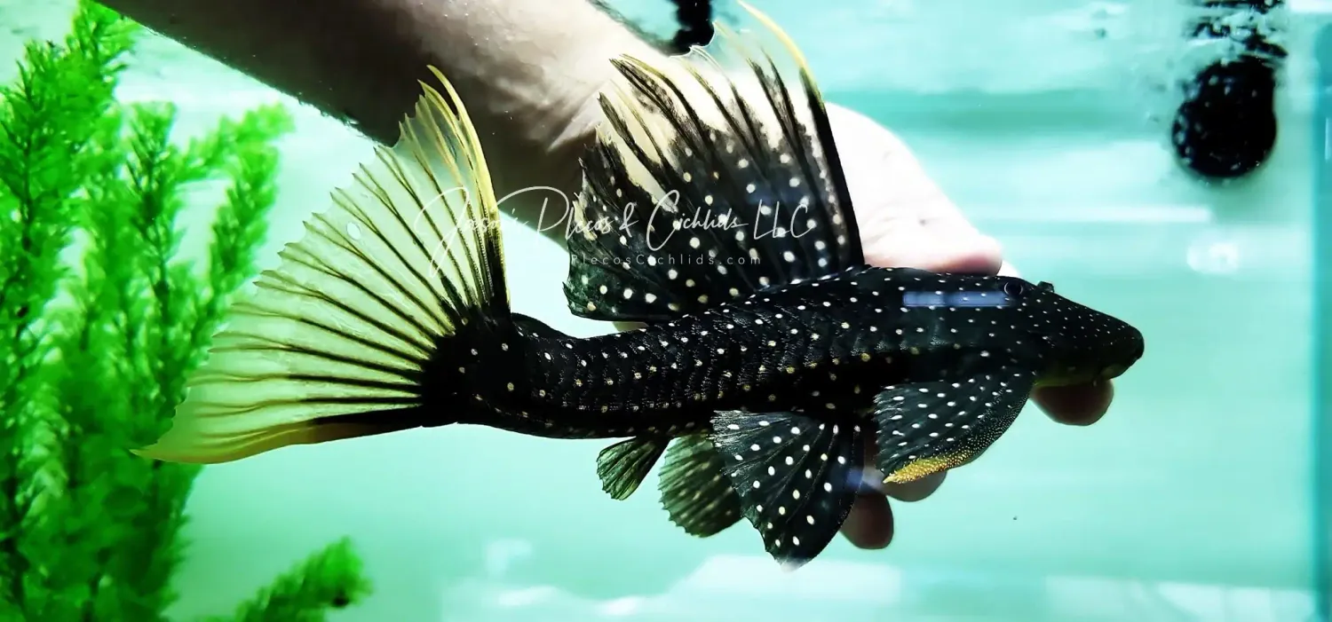 Phase II Luteus Pleco/Golden Sailfin Pleco - (Hypostomus Luteus) Argentina