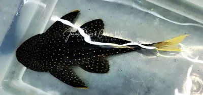 Phase II Luteus Pleco/Golden Sailfin Pleco - (Hypostomus Luteus) Argentina