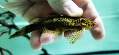 Honeycomb Bristlenose - (Ancistrus sp. Wabenmuster) Breeding Pair