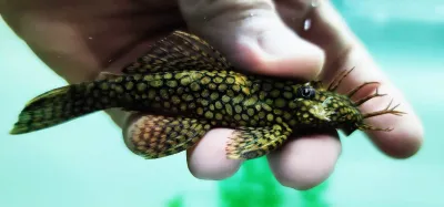 Honeycomb Bristlenose - (Ancistrus sp. Wabenmuster) Breeding Pair