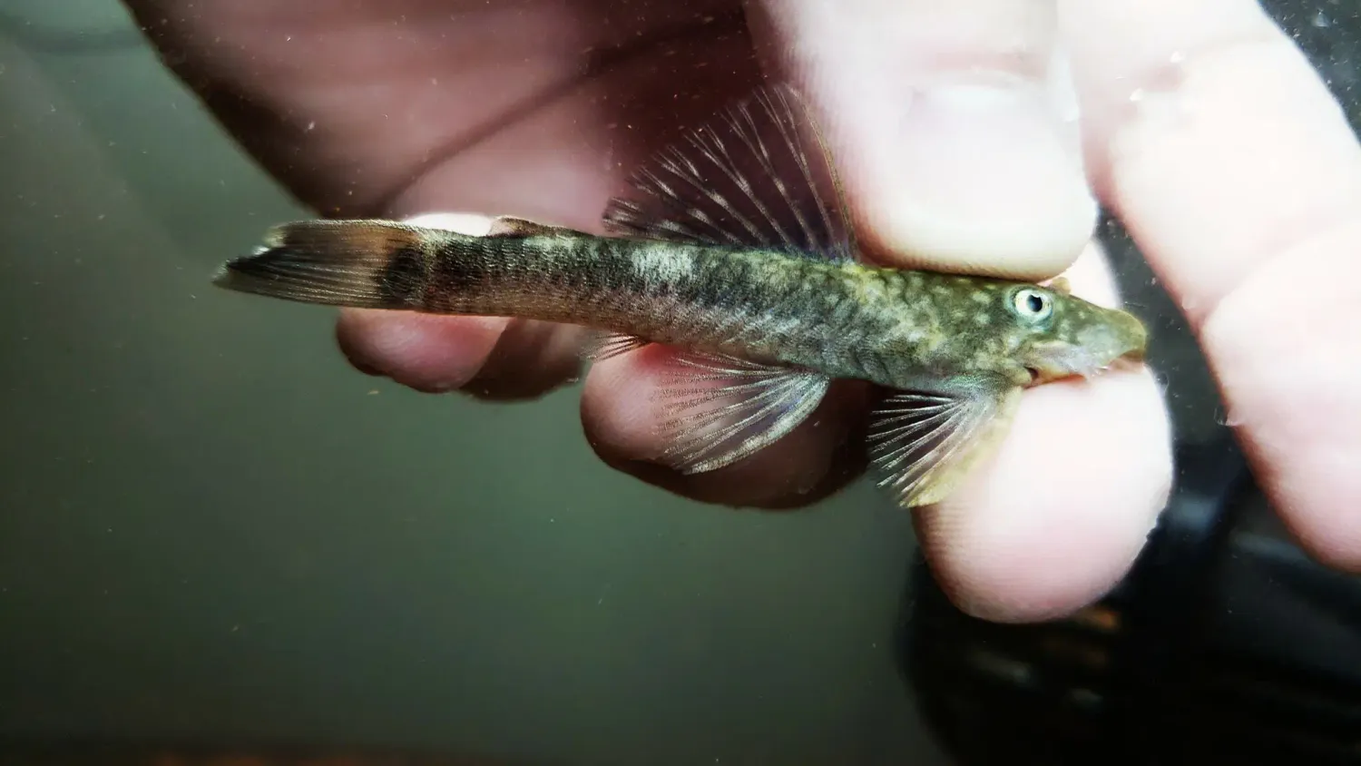 L325 Jari Blue Ancistrus - (Ancistrus sp.)