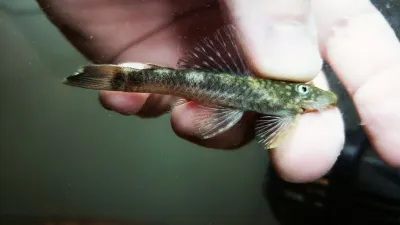 L325 Jari Blue Ancistrus - (Ancistrus sp.)