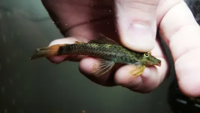 L325 Jari Blue Ancistrus - (Ancistrus sp.)