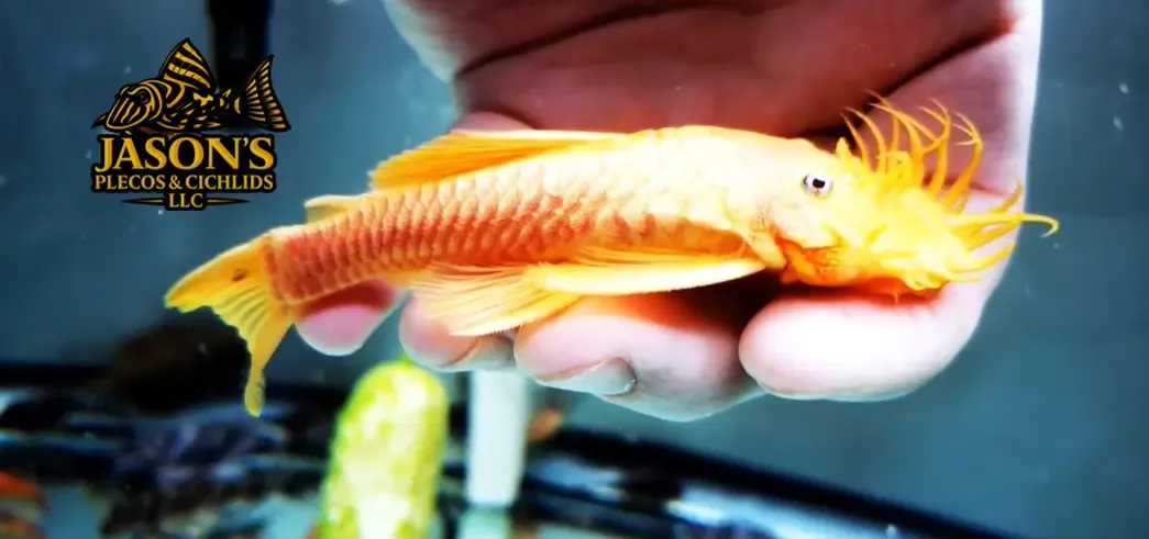 L144 Black Eyed Yellow Bristlenose - (Ancistrus sp. (4)