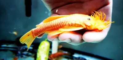 L144 Black Eyed Yellow Bristlenose - (Ancistrus sp. (4)